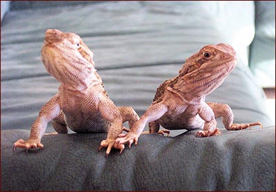 Компромат на моногамию